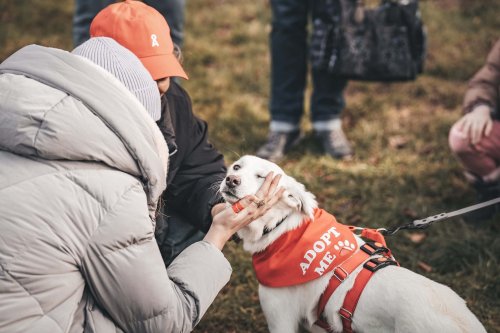 Hundeliebe auf den ersten Blick: Stadtstrand lädt zum „Bark Date“ ein
