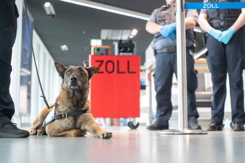 Erschnüffeln Spürhunde an Flughäfen bald Corona? Lauterbach ist dafür