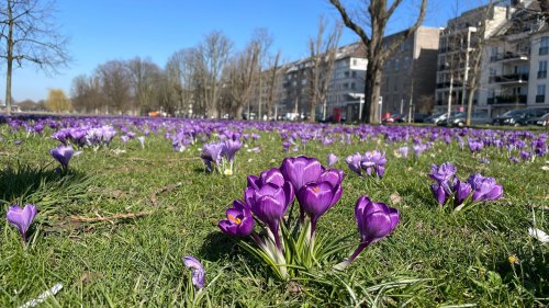 Wetter in NRW: Der Frühling kommt zurück! Sonnenschein pur lockt an die frische Luft