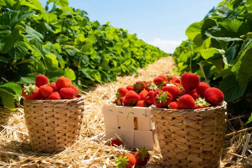 Erdbeeren selber pflücken in Düsseldorf und Umgebung 2023 – diese Felder sind in eurer Nähe