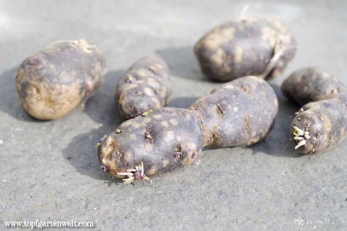 Blaue, lila Kartoffeln anbauen: Vitelotte, blaue französische Trüffelkartoffel