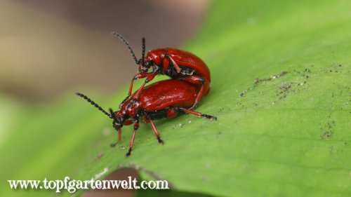 Lilienhähnchen bekämpfen: rote Käfer an Schnittlauch und Lilien