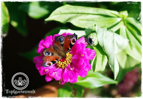 Schmetterlingsgarten anlegen | Tipps für Pflanzen!