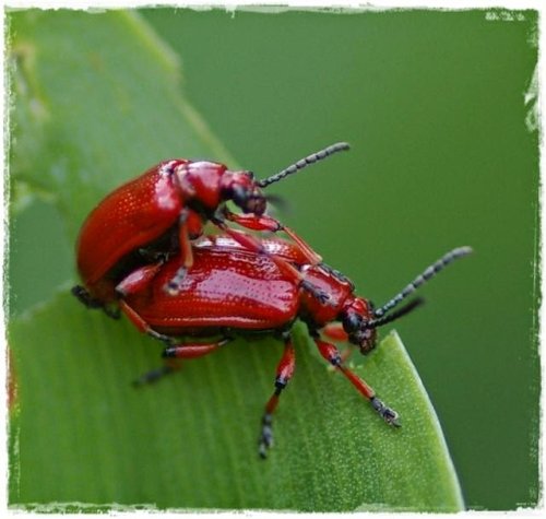 Bekämpfung von Lilienhähnchen | rote Käfer an Schnittlauch, Lilien und Maiglöckchen!