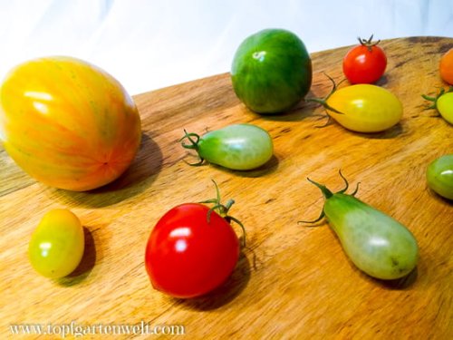 Grüne Tomaten nachreifen lassen – was tun mit grünen Tomaten?!