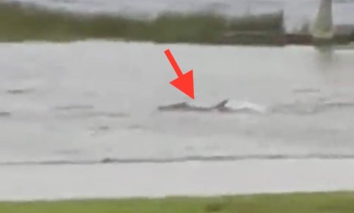 Sharks, People Seen Swimming Through The Streets Of Florida Amid Hurricane Ian (VIDEOS)