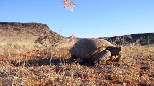 How Utahns can help the state’s endangered species