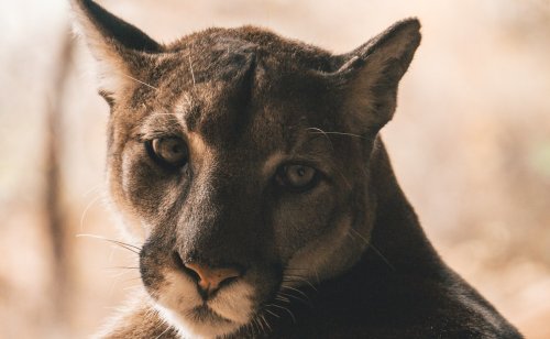 Women survive mountain lion attack on Millcreek Canyon trail - TownLift, Park City News
