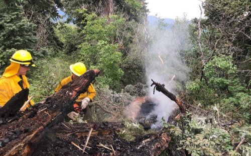 Firefighters jump on multiple tree fires caused by lighting strikes