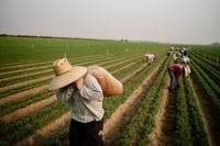 Bill Granting farm workers legal status reintroduced in Senate