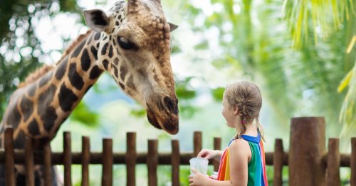 On the Wild Side: 10 of the Best Zoos in the Country in 2022