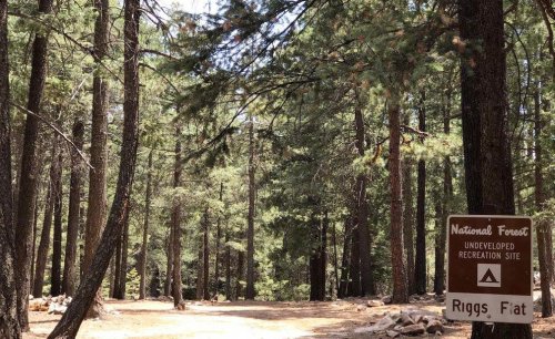 Arizona's Coronado Forest open to logging under new federal plan