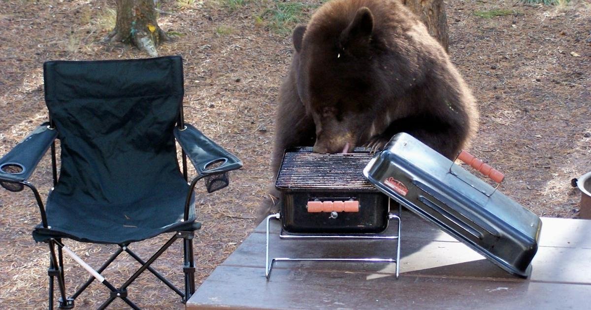 With more people in bear country, wildlife biologists plead with the public to properly store food