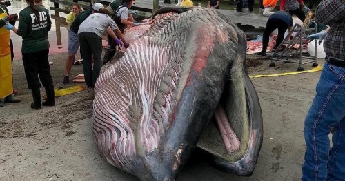 Here's what killed one of the last whales of newly discovered Gulf of Mexico species
