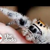 Spider Learns To Ask For High-Fives | The Dodo Little But Fierce