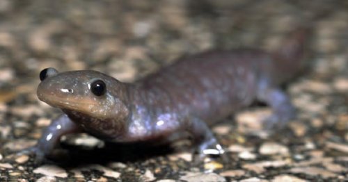 ‘Salamander fever’: Here’s why York Region closes a Richmond Hill road to protect a mysterious grey amphibian