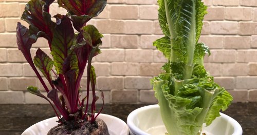 Regrow veggies from kitchen scraps on a sunny windowsill: Here's how