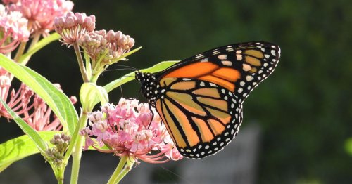 Monarch butterflies need host plants, nectar plants