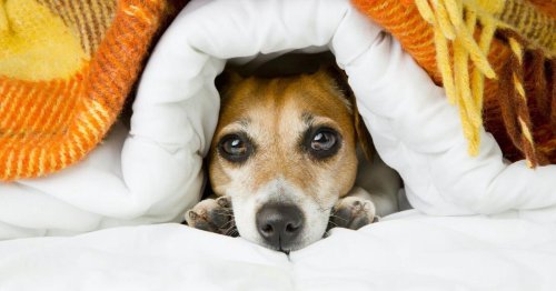 What to do when your dog is afraid of thunderstorms