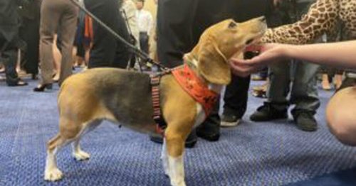Beagles rescued from Virginia dog-breeding facility get the star treatment in D.C.