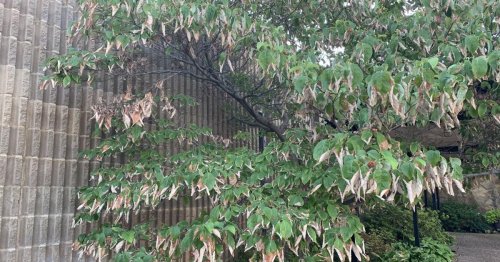 Master Gardener: Why are my tree's leaves turning brown?