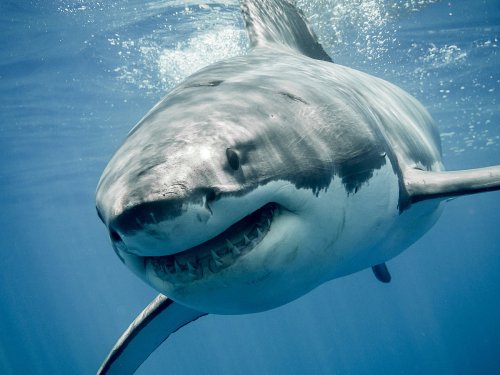 There’s a Great White Shark off the coast of New Jersey