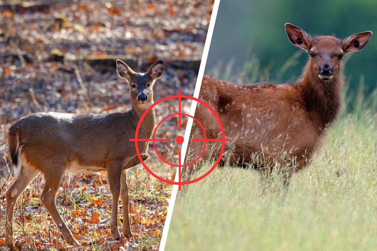 Understanding Elk Versus Deer: Key Tips From Wisconsin DNR For Local Hunters