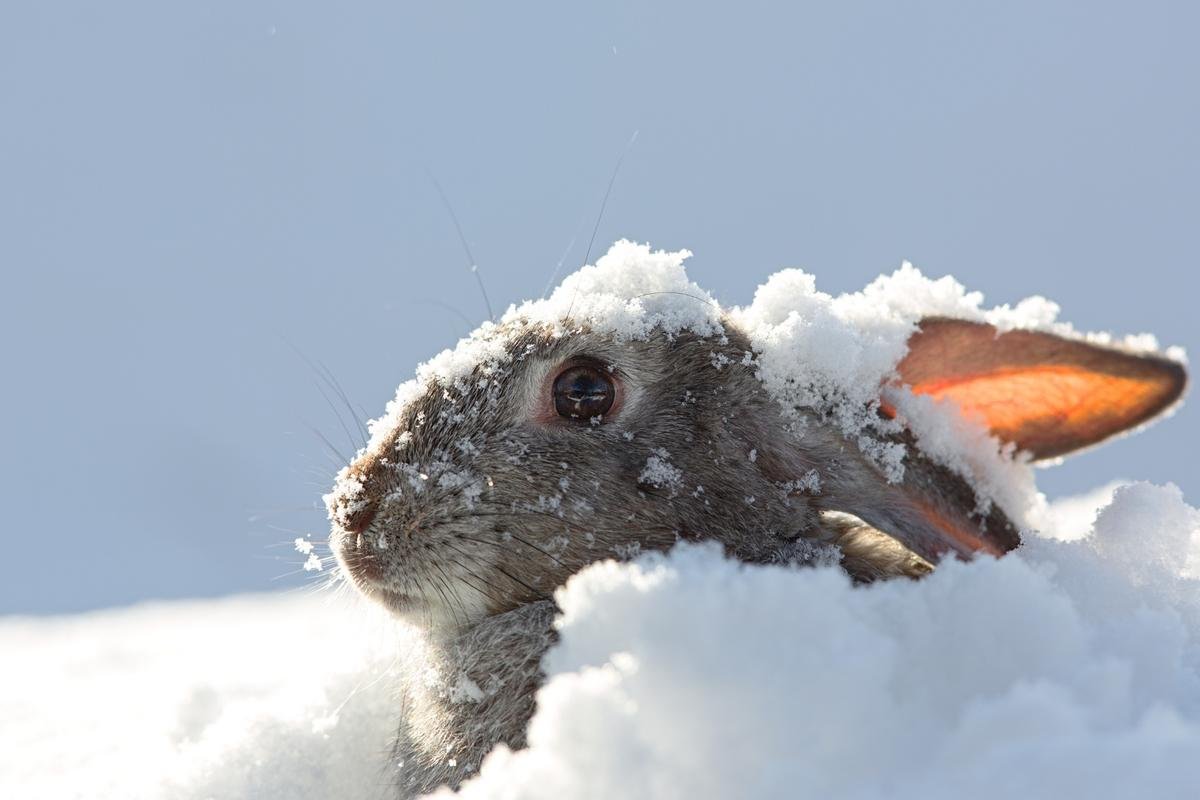 Chasing Shadows: Rabbit Hunting in Wyoming’s Sagebrush Sea