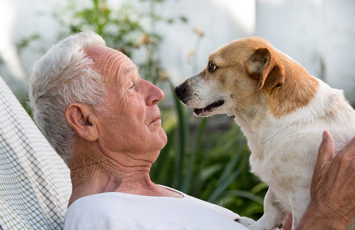 The Special Bond of Older Dogs and Older Owners