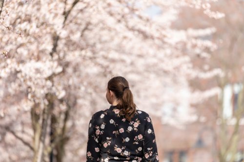 Die schönsten Spaziergänge zur Kirschblüte in Berlin