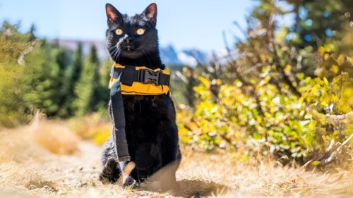 Why Cats Make the Purr-fect Companions for Runners