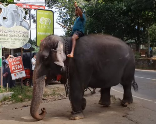 Pinnawala Elefantenwaisenhaus Sri Lanka – Das ist die dunkle Wahrheit