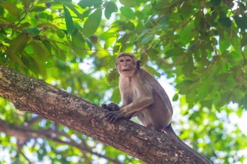 Sri Lanka zählt Affen, Riesenhörnchen und Pfauen – Bauern klagen über Ernteschäden
