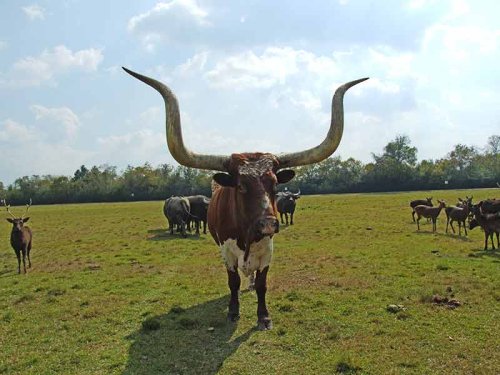TEXAS - cover