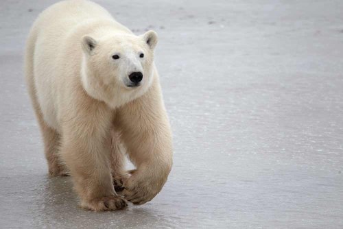 Polar Bear Town - Tundra Buggy Tour in Churchill Canada