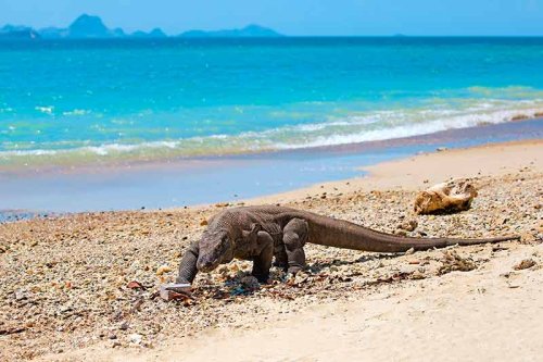 Komodo Island – Dragons and Diving