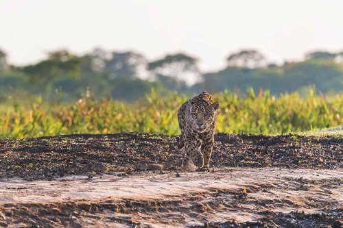 9 Under-the-radar Safari Experiences Travel Experts Recommend for the Trip of a Lifetime