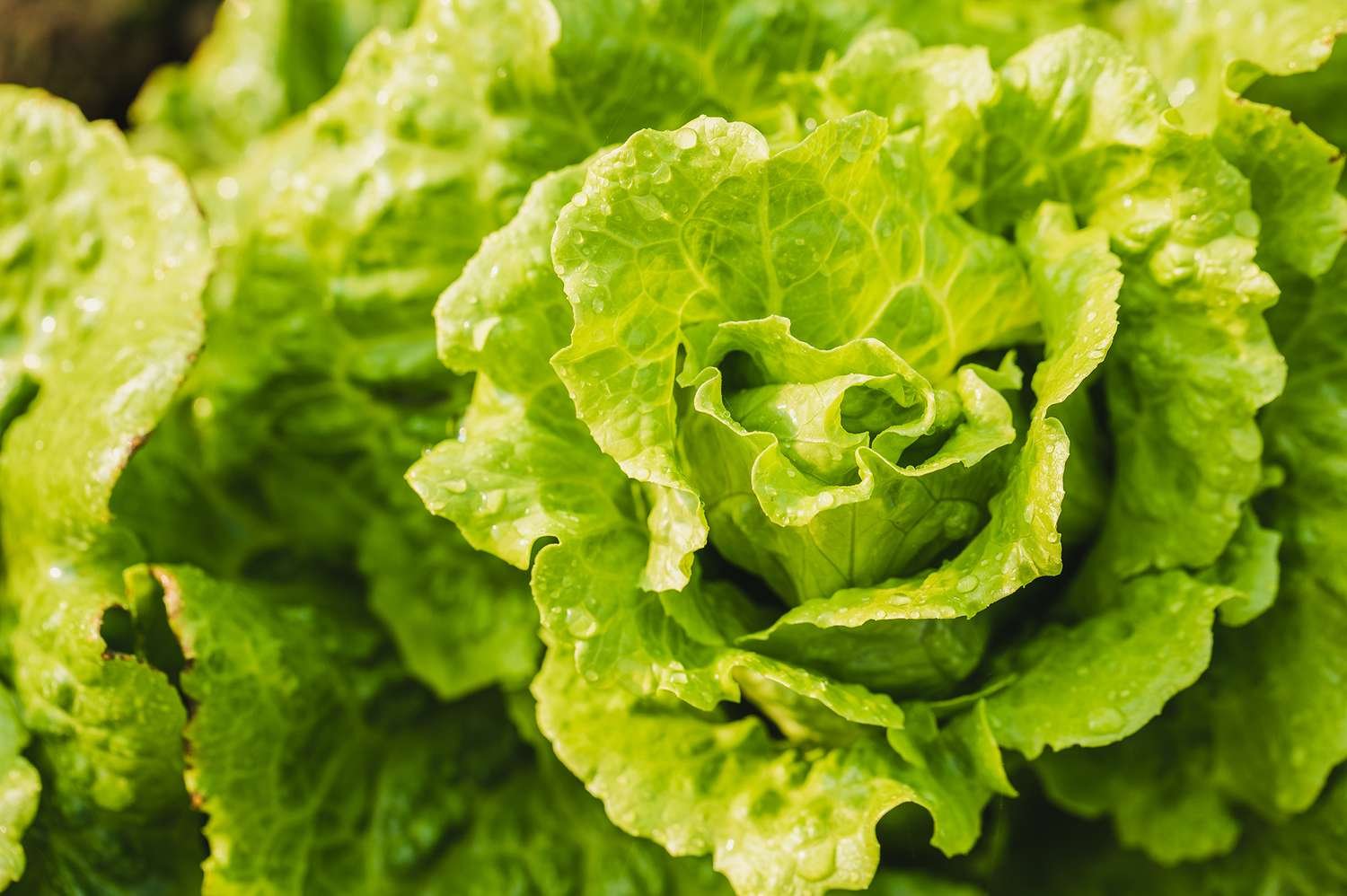 Cyclosporiasis Cases Are Surging Across 48 States—Here Are the Foods Linked to the ‘Explosive Diarrhea’ Parasite