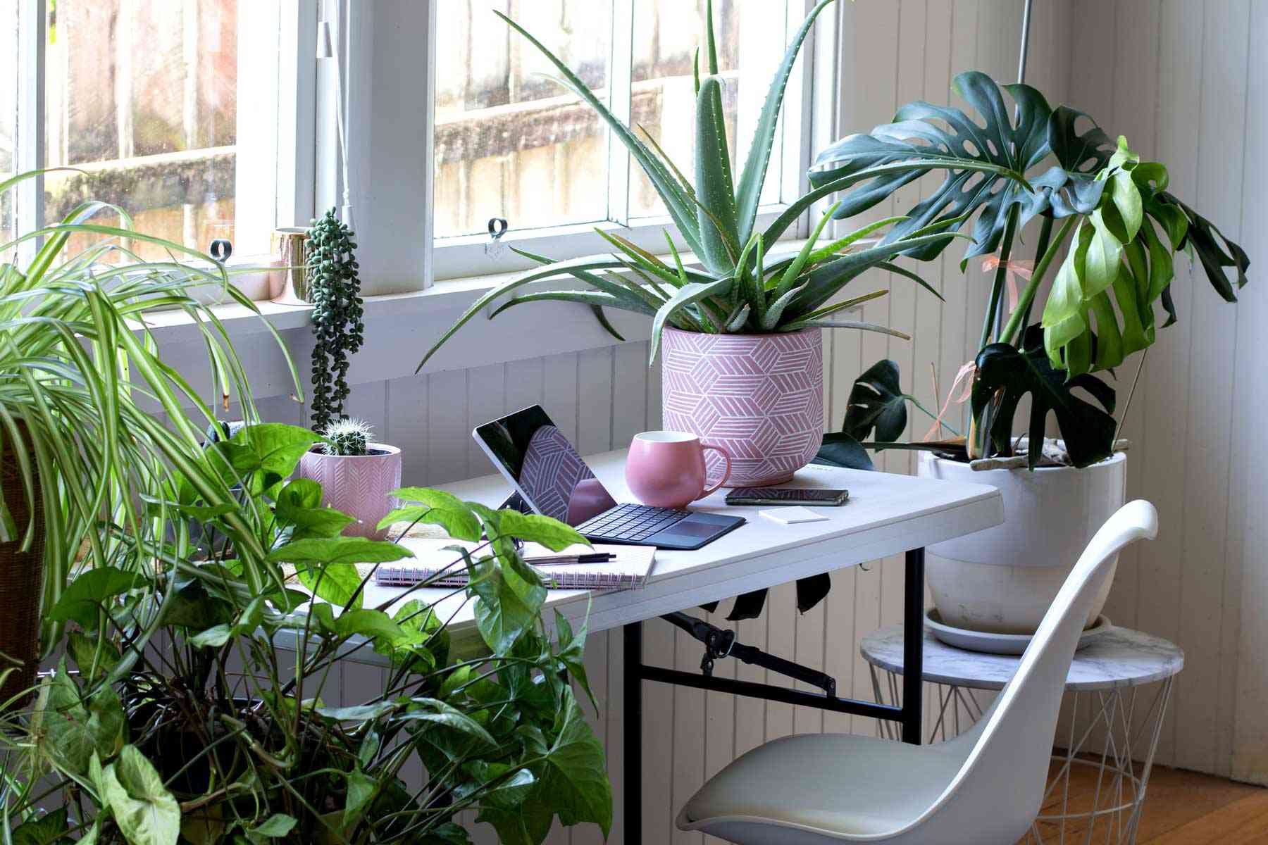 Help Your New Houseplants Thrive With Spotify's Curated Plant Playlists