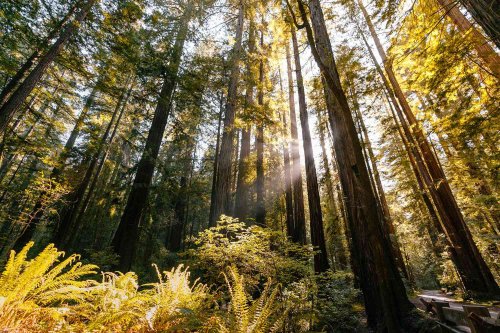 This Tiny Logging Town in Sonoma Is Considered the Fire Island of Northern California Wine Country
