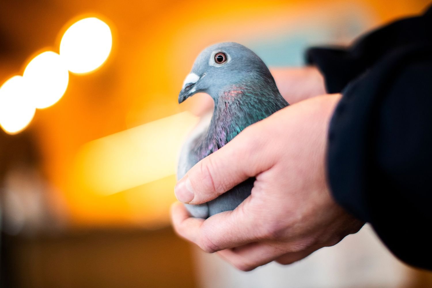 Belgian Racing Pigeon Sold at Auction for Record-breaking $1.9 Million