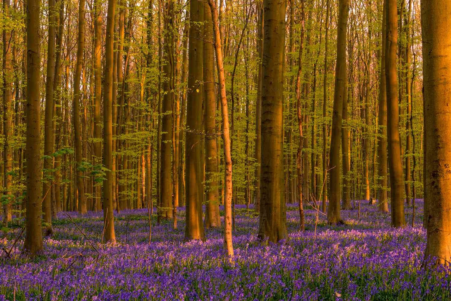 12 Beautiful Forests Around the World