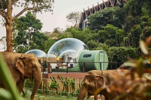 You Can Sleep Under the Stars With Elephants at This Thai Resort