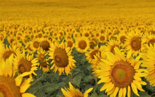 North Dakota's Sunflower Super Bloom Is the Most Cheerful Event of the Summer