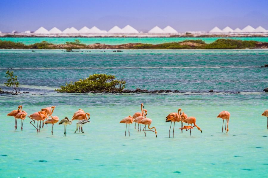 This Little-known Caribbean Island Has Bright Blue Waters and More Flamingos Than People