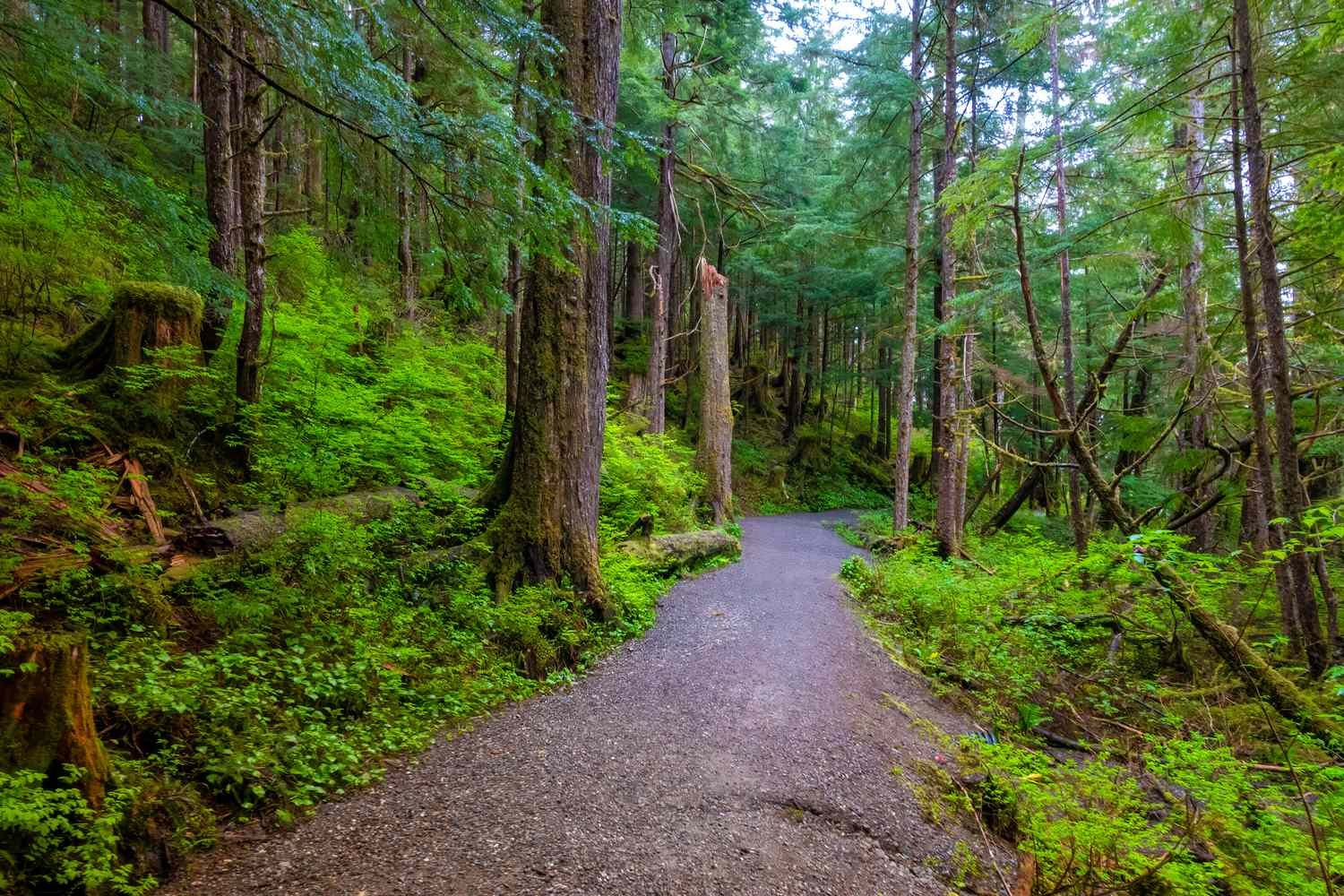 The Largest Temperate Rain Forest in the World Is in the U.S.—With Stunning Glaciers and Fjords