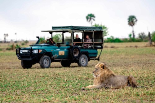 How to Plan a Safari in Botswana, According to Experts