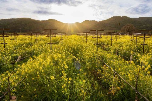 California's Iconic Wine Region Is Covered in Bright Yellow Flowers Right Now — Here's How to See Them