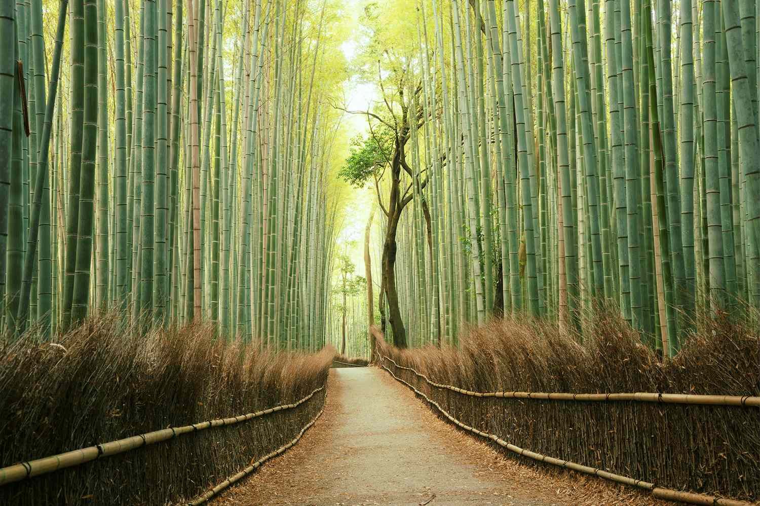 This Private Jet Journey Visits Japan, the Philippines, Turkey, and Iceland in Just 14 Days