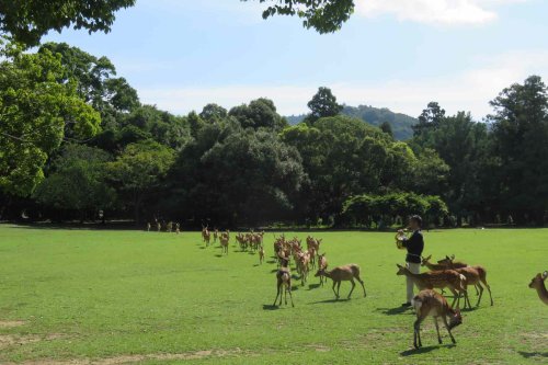 You Can Watch a French Horn Player Summon Hundreds of Deer in Japan During This Magical Event